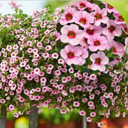 Calibrachoa Calita® 'Pink Morn' - Puispetuunia Calita® 'Pink Morn' P9/0,55L